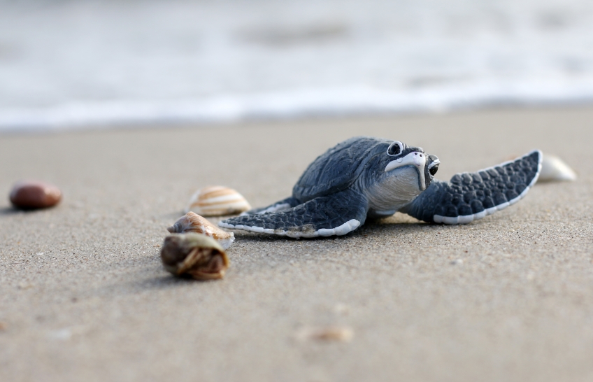 Something to Read in August: “The Turtle Called Genova and the Bride”, a short novel by Chiara Audenino.