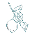 Agrumata
