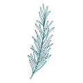 Aromatica