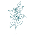 Floreale