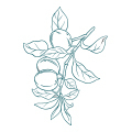 Fruttata