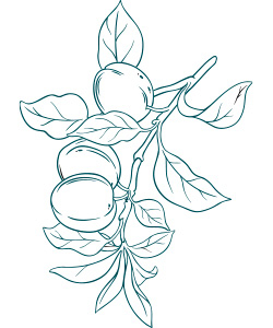 Fruitée