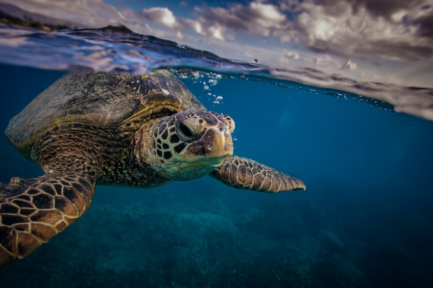 ACQUA DELL'ELBA UND LEGAMBIENTE: GEMEINSAM FÜR MEERESSCHILDKRÖTEN