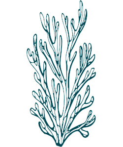 Aquatiques