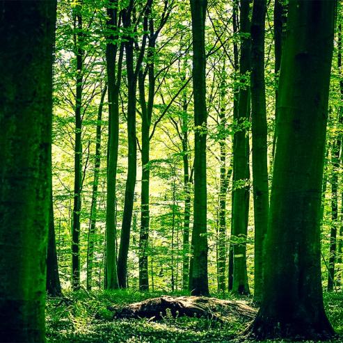 Carbon Footprint