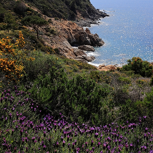 La Via dell’Essenza