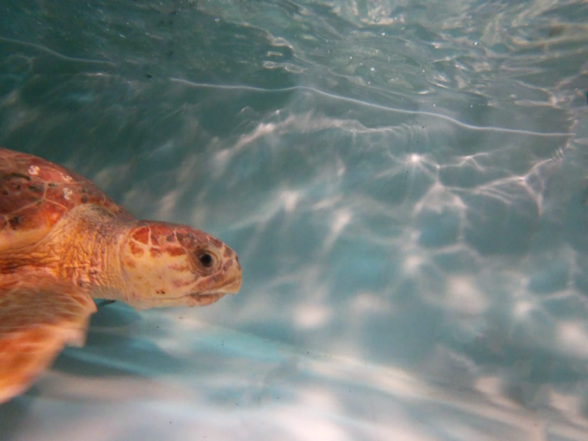 ACQUA DELL'ELBA E TARTALOVE VI INVITANO A TROVARE UN NOME A QUESTA TARTARUGA